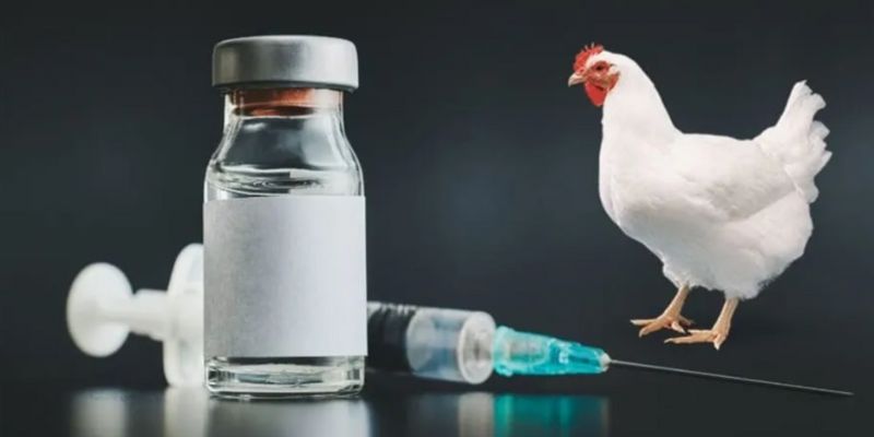 Cách chăm sóc gà đá khoẻ mạnh, sung mãn trước mọi mặt trận 3 Bạn cần có kế hoạch tiêm vắc xin phòng