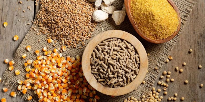 Cách chăm sóc gà đá khoẻ mạnh, sung mãn trước mọi mặt trận 2 Chế độ dinh dưỡng