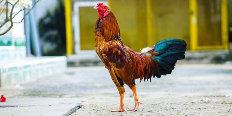 Cách chăm sóc gà đá khoẻ mạnh, sung mãn trước mọi mặt trận 4 Sau thi đấu, chiến kê cần được chăm sóc